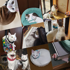 毛玉オーナーアイコン画像