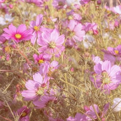 スカッと子猫ちゃん 2