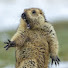 BN8nv8AkzdM-channel-avatar-La Marmota Filosófica