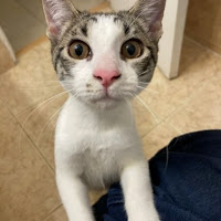 alright at gaming profile image