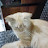 @Ateshai Avatar