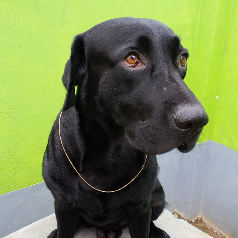 Toby The Black Labrador 