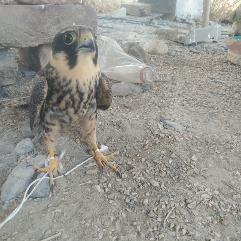 Meer s falcon