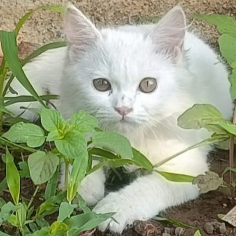 Kittu The Cat ..... 😊