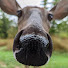 I8mmYGo9970-channel-avatar-LeDeer