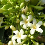 Viển Nông Dân