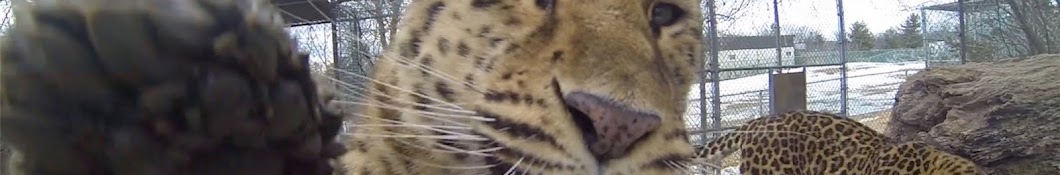 Jungle Cat World Zoo Avatar del canal de YouTube