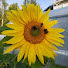 tlqOFonRcgA-channel-avatar-Solbackens Bondis