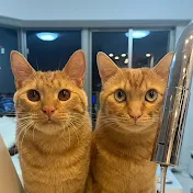 きなとなこときこ