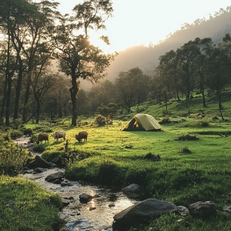 NarinYag Camping 