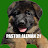 German Shepherd 21