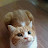 味の分からない豚