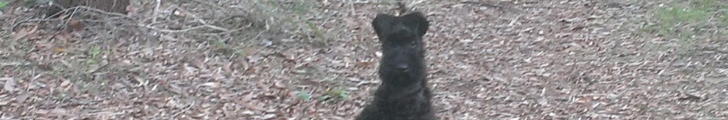 Tullamore The Kerry Blue Terrier YouTube-Kanal-Avatar