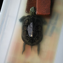 寝る寝る寝ーてるランド