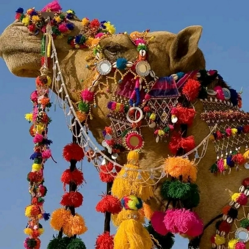 Tharparkar Camel