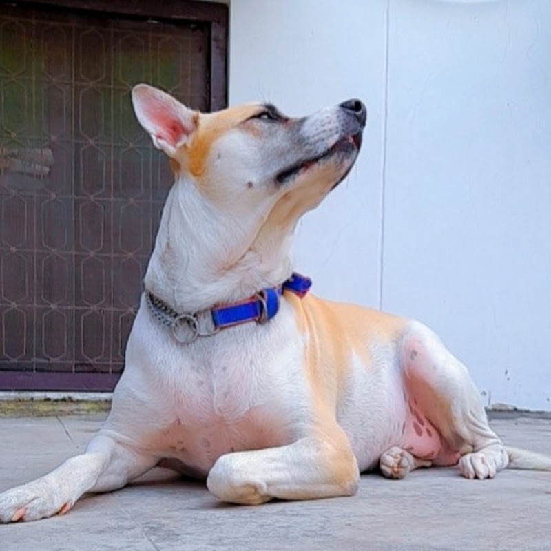 Cuzo Rock's Mummy Shock's