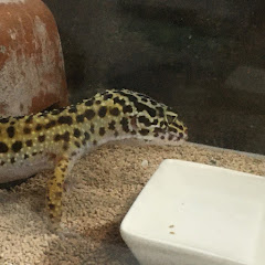 サブチャンネル「元アド」アイコン画像