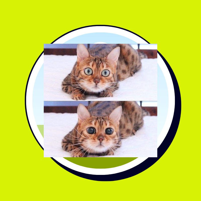 best cats funny videos icon