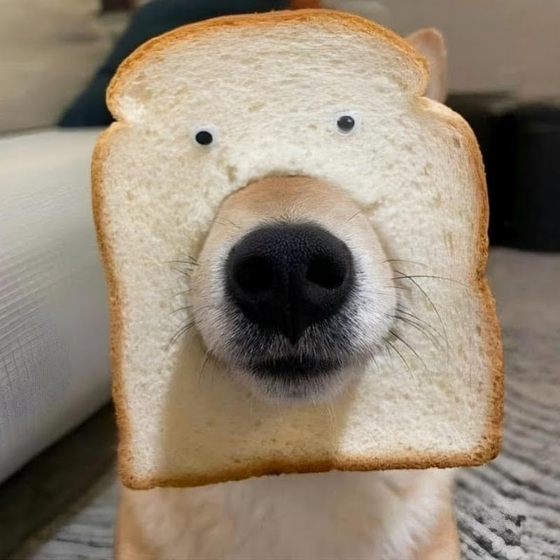 Melhores Animais Engraçados Logo