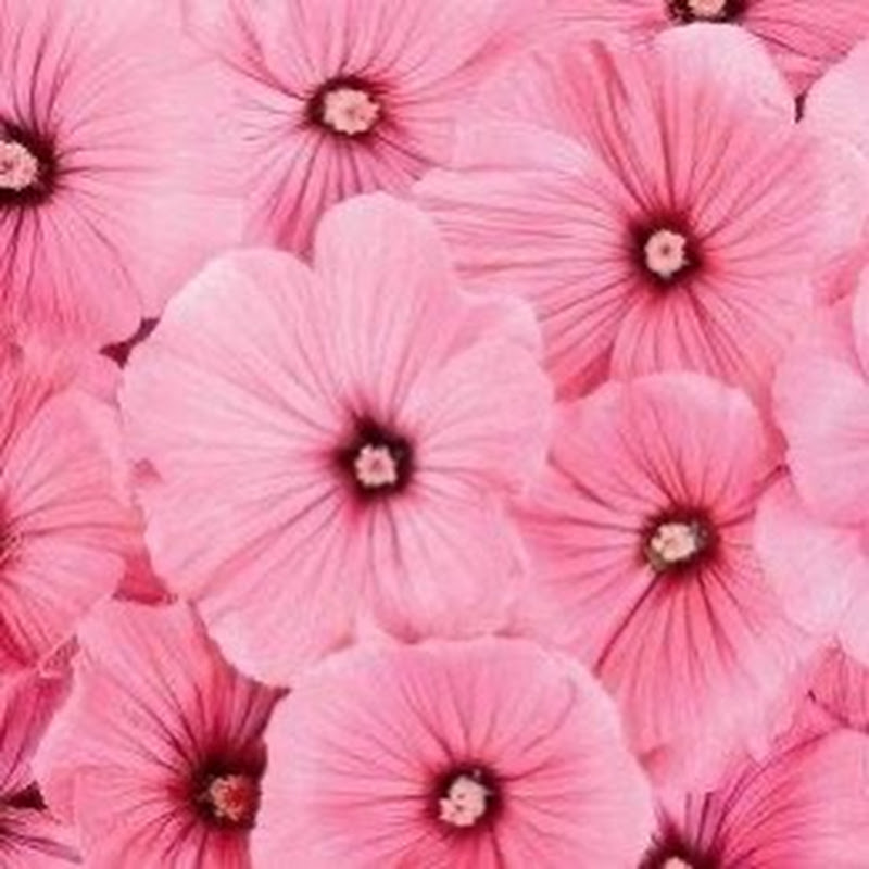 Pink Pi