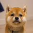qgVDcv2rQF8-channel-avatar-豆柴🐶ぽんちゃんねる🐾