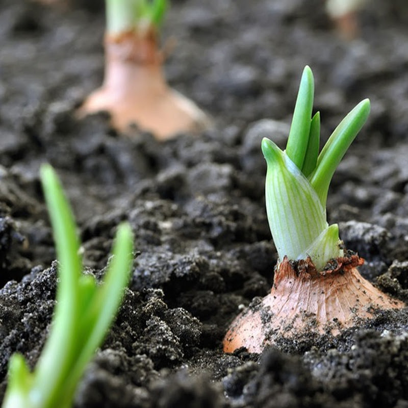 Gardening Tips and more