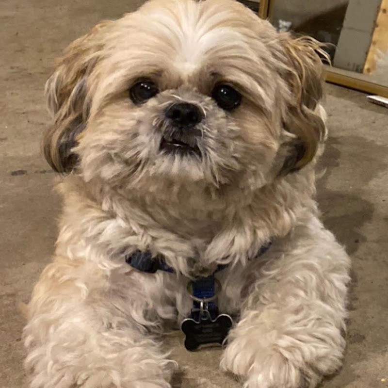 Mike the Shihtzu 