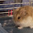 @Hammythehamster-v9u