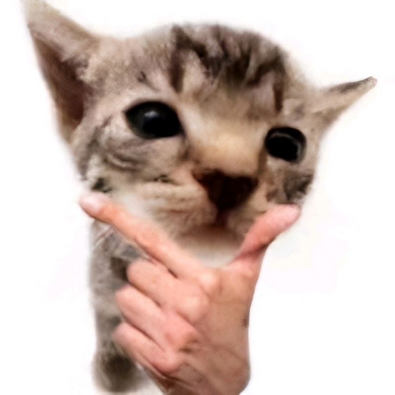 Triggadon