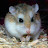 Hamster Keren