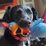 swkRT4TV-O4-channel-avatar-Austell Henderson & Luna