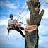 fFz0ooFx1qo-channel-avatar-The Tree Beast