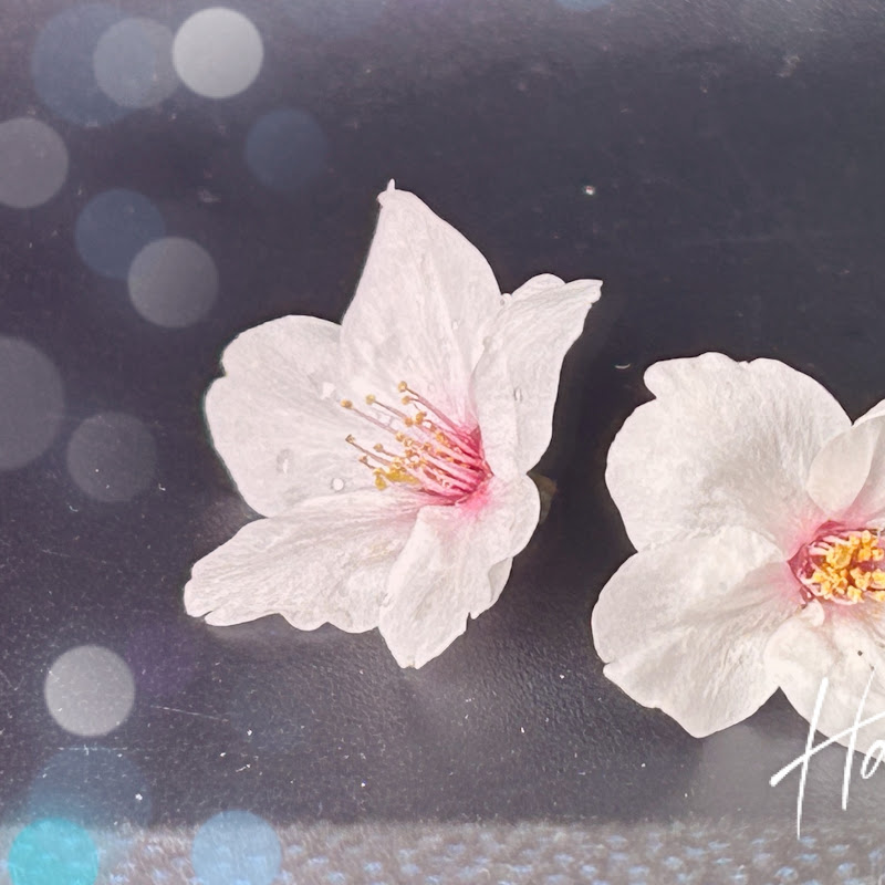 なりちゃんさんぽぶらり旅