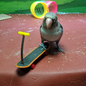 Smartbirds