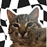 lGz1ytULKms-channel-avatar-forzs