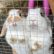 Bunnylover 