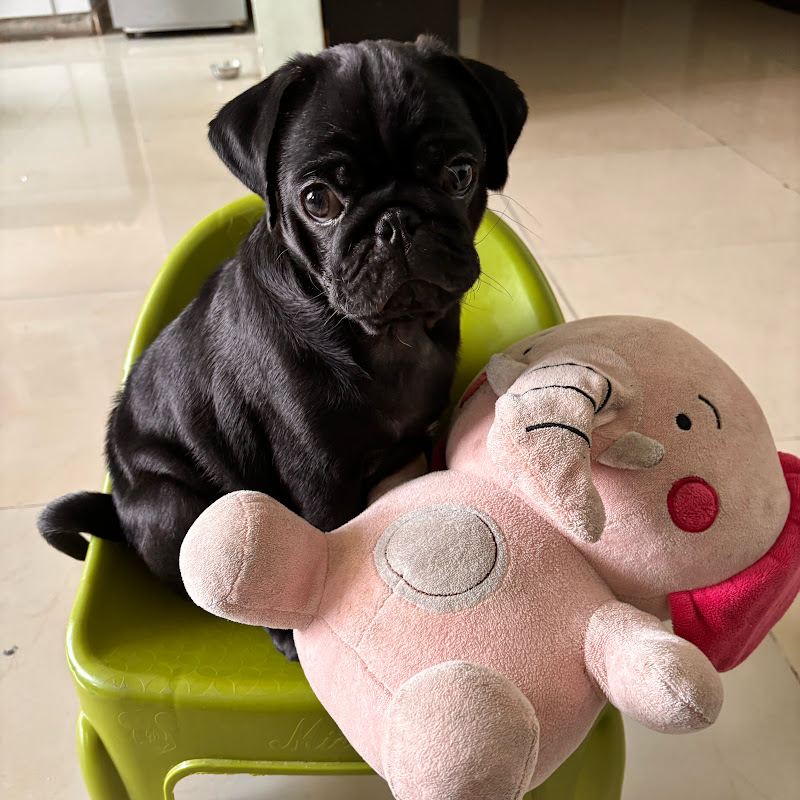 Tiny the black pug