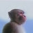 @thekingoflizards7980