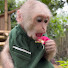 tsaYORqboB8-channel-avatar-Baby Monkey BaBa