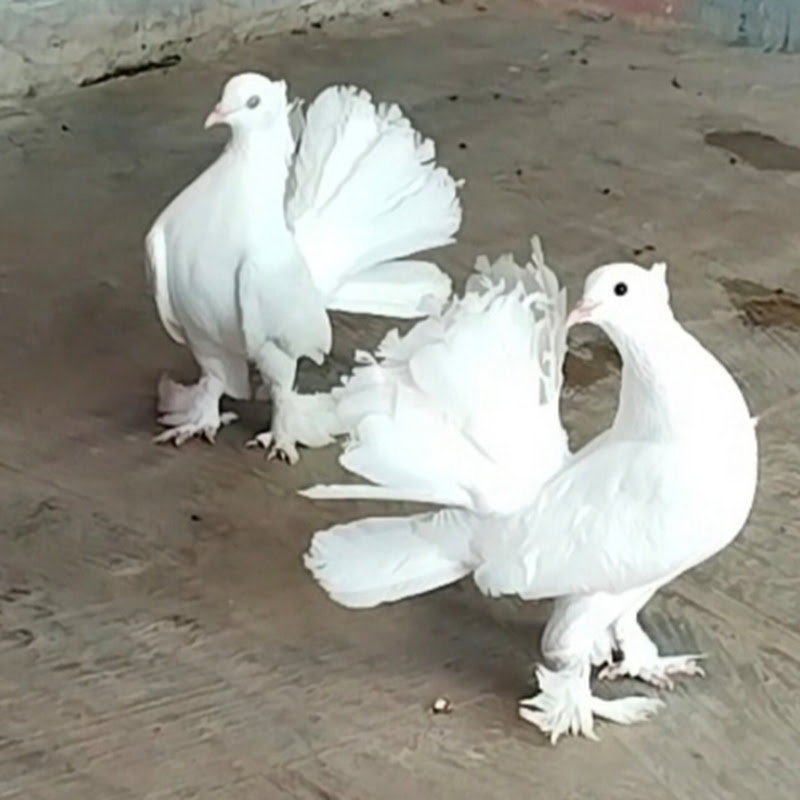 Farid bhai pigeon lover786