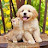 @puppyandkittygames