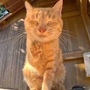 猫島のじかん。Cat Island Time