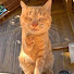 UWS6T5mmwJI-channel-avatar-猫島のじかん。Cat Island Time