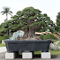 aOuc3gceoJk-channel-avatar-Sucre's Bonsai