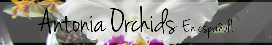 Antonia Orchids EspaÃ±ol YouTube channel avatar