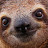 @SlothGrowAGarden