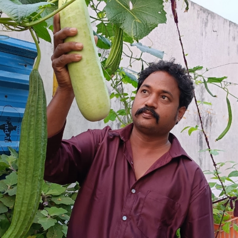 maa inti panta
