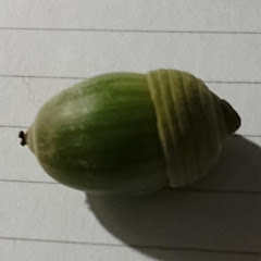 夕暮れピスタチオ