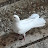 Бакинские Широкохвостые голуби в Намангане (УЗ)