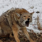 Central Ontario Coyote Hunters Image Thumbnail